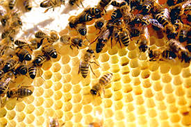 Miért érdemes méhpempőt fogyasztani?